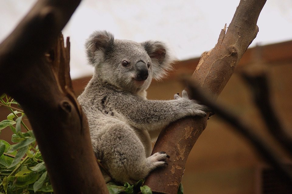 Australia Maravillosa con Postcardtravel
