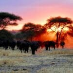 Imprescindible Tanzania 2027