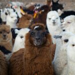 Altiplano Infinito