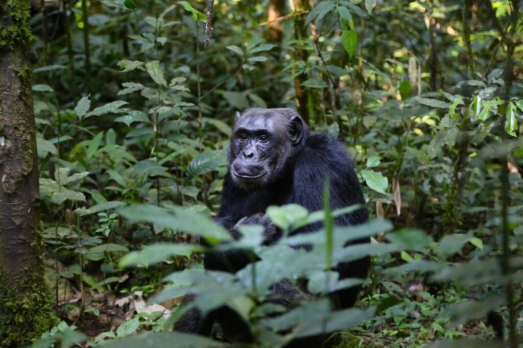 Uganda