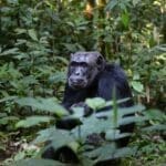 Hermosa Uganda