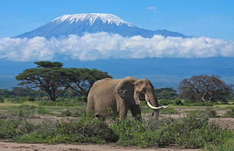 Un safari corto con la esencia de Kenia