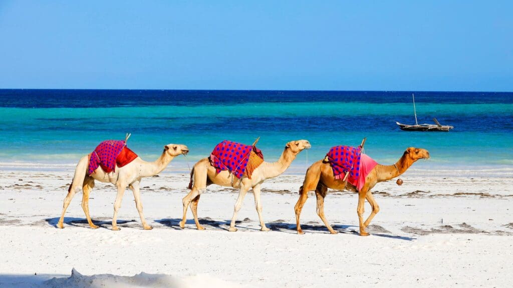 
Safari y playas de Kenia
