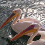 Fly & Drive Namibia Clasica