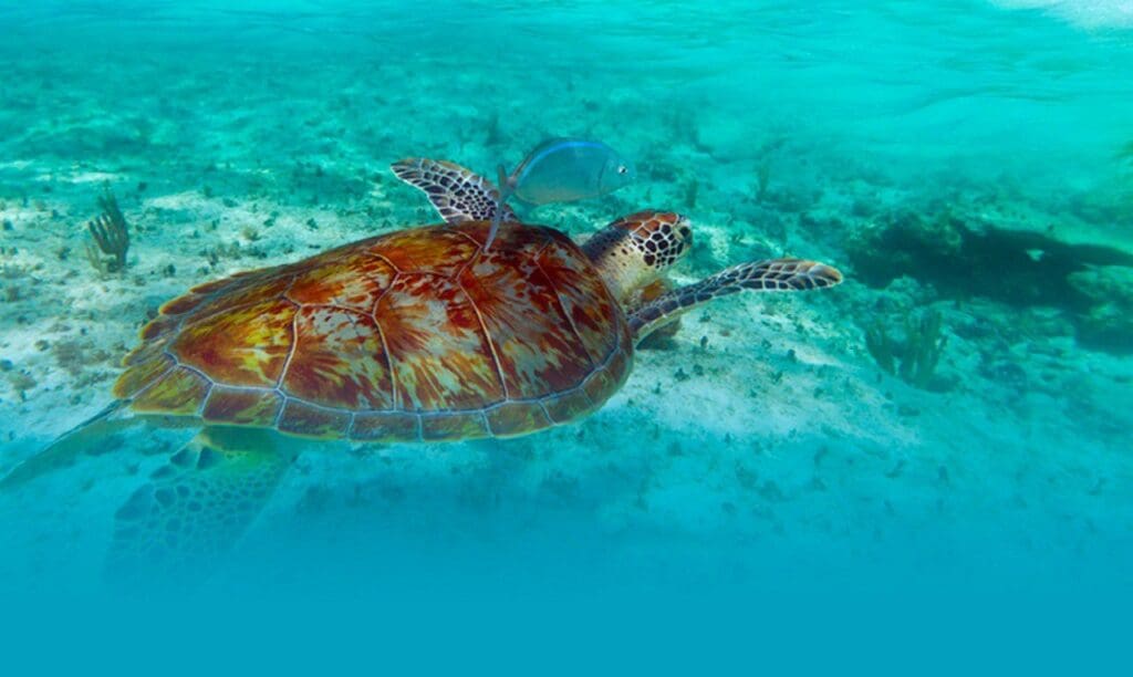 
Maravillas de Ecuador y Galápagos
