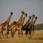 Tierras de Tanzania 2027