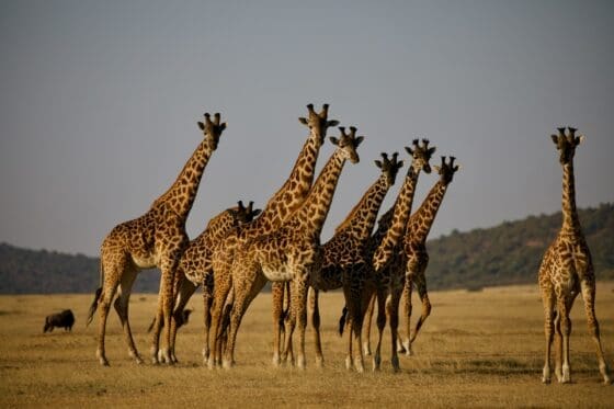 Tierras de Tanzania