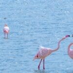 Tanzania Increíble 2026