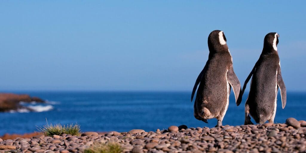 
Patagonia y Atacama
