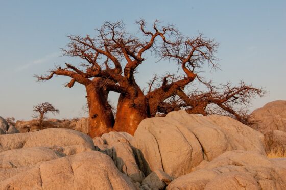 Botswana: Desierto y agua, salida 29 Marzo