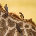 Botswana express 2026