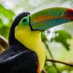 Iguazú, Río de Janeiro y Crucero Amazonas