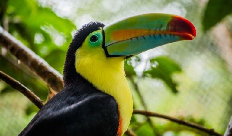 El recóndito Amazonas y las cataratas Iguazú