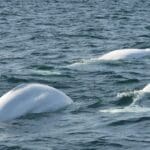 Canadá y ballenas