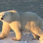 Tour de los osos polares 2026