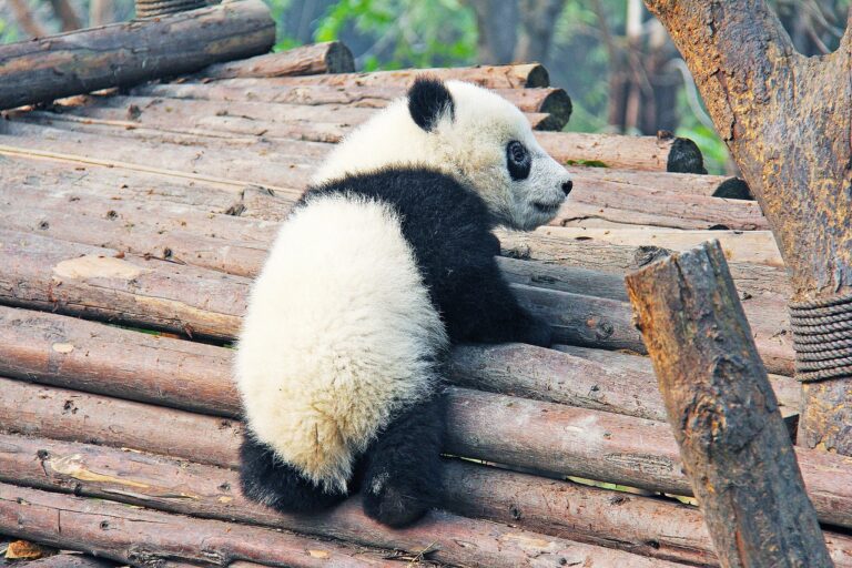 Tradiciones , paisajes y pandas en su entorno natural