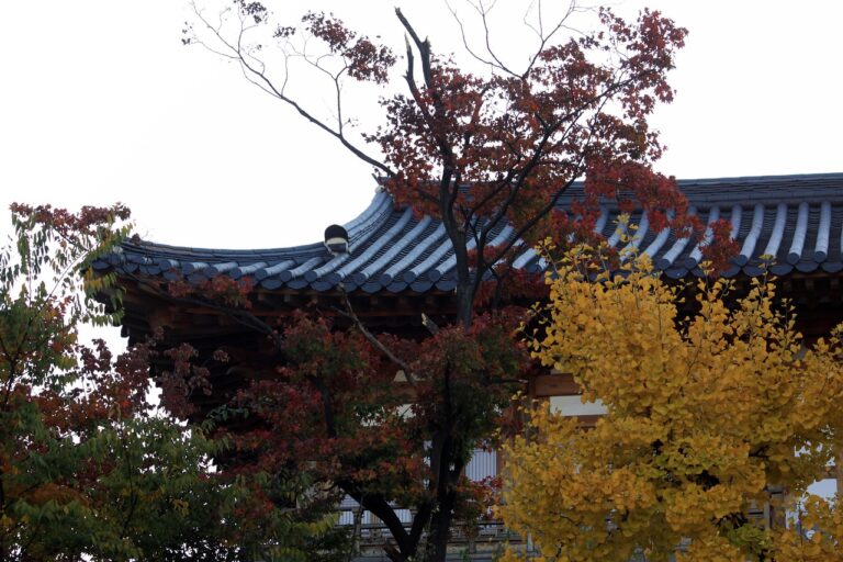 
El arte de vivir coreano 2026
