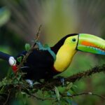 Costa Rica Maravillosa