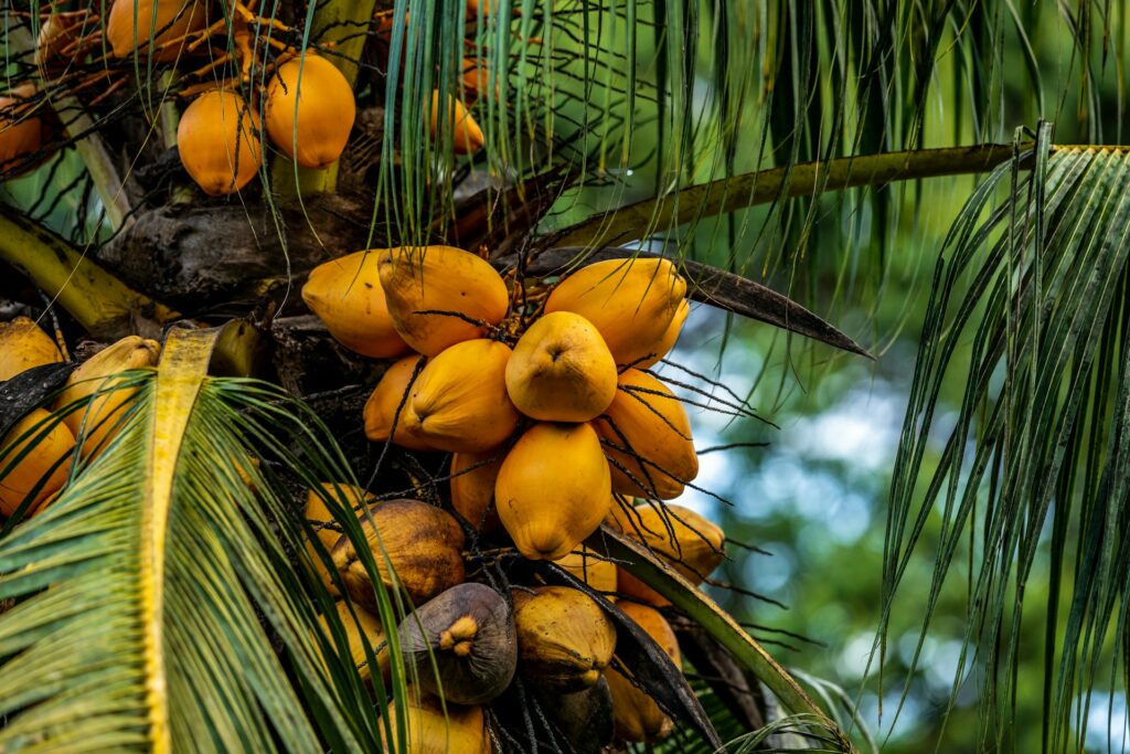 Costa Rica, Un poco de todo