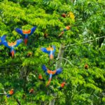 Andes y Amazonia 2026