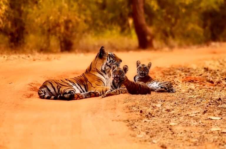 Safari Eco Fauna