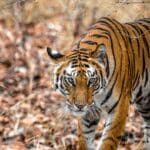 Safaris por la India 2026-27