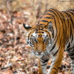 Safaris por la India 2026-27