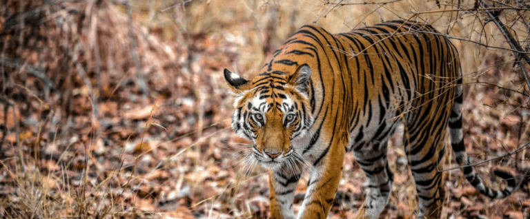 
Safaris por la India 2026-27

