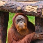 Borneo, Komodo y Bali