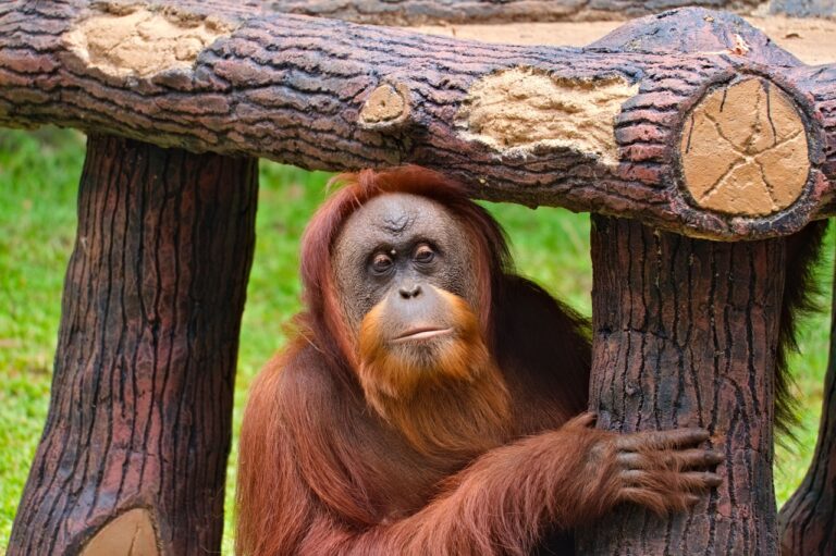 De la selva tropical con orangutanes a los dragones de Komodo