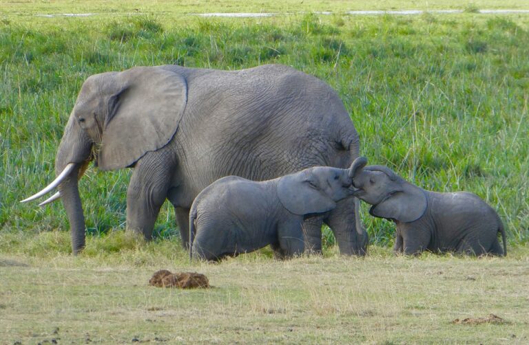Un vistazo a lo imprescindible de Kenia