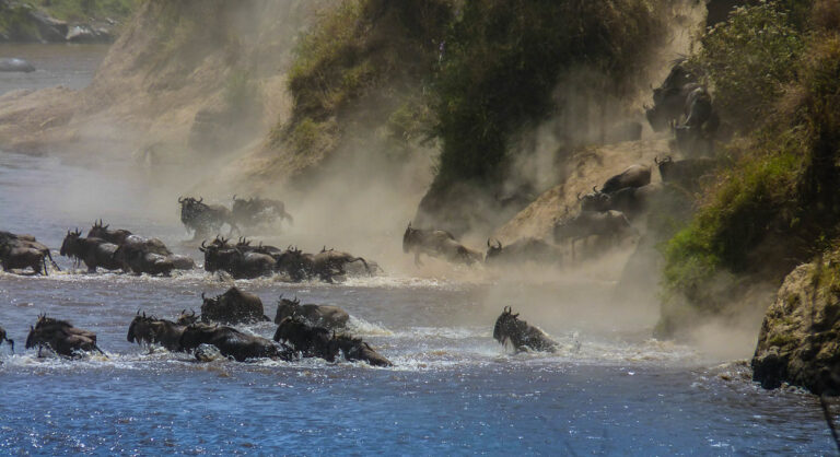Animales en plena naturaleza y paisajes africanos inolvidables