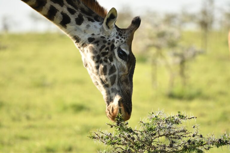 Kenia y su esencia en paisajes de película