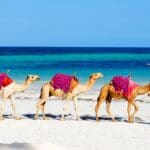 Safari y playas de Kenia 2026