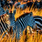 
Escapada de safari 2026
