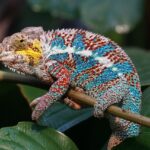 Fauna Malgache