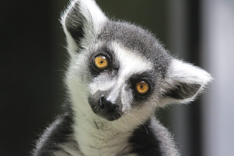 Madagascar