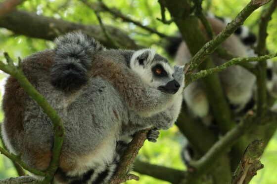 
Del Sur al Norte de Madagascar

