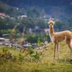Perú Auténtico