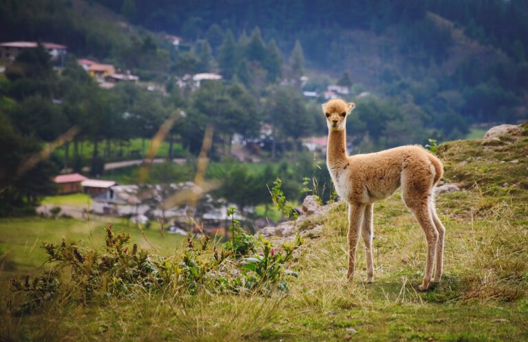 
Perú Auténtico
