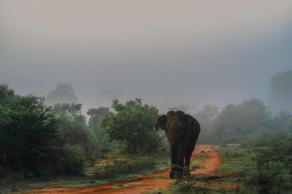 Explora el norte de Sri Lanka