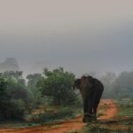 Explora el norte de Sri Lanka