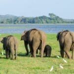 Sri Lanka Tour