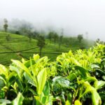 Conoce Sri Lanka