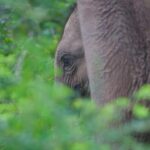 Sri Lanka, Tierra del Oro Verde 2026-27