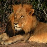 Sueño Sudafricano 2026