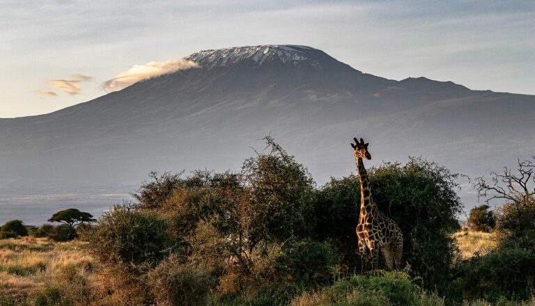 Un safari con lo mejor de Kenia y Tanzania