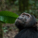 Uganda en esencia 2026