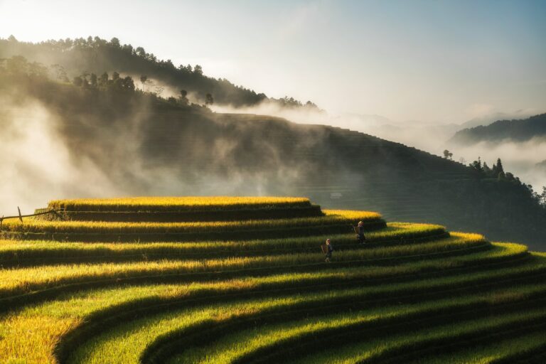 
Vietnam Clásico
