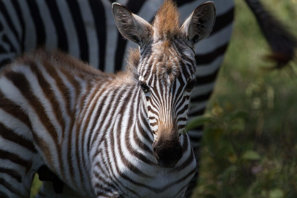 
Hasta el Remoto North Luangwa

